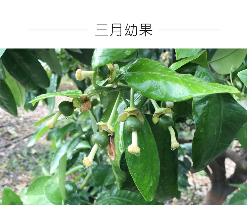 广东梅州大埔 红心蜜柚（原产地发货）