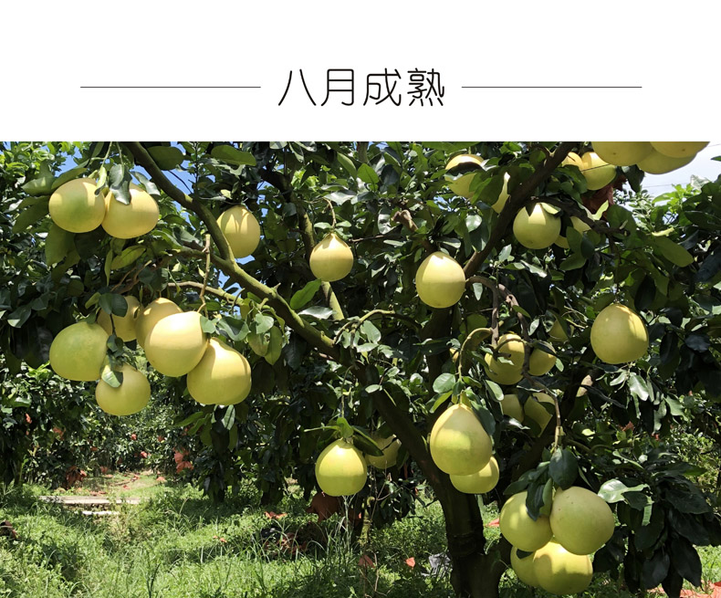 广东梅州大埔 红心蜜柚（原产地发货）