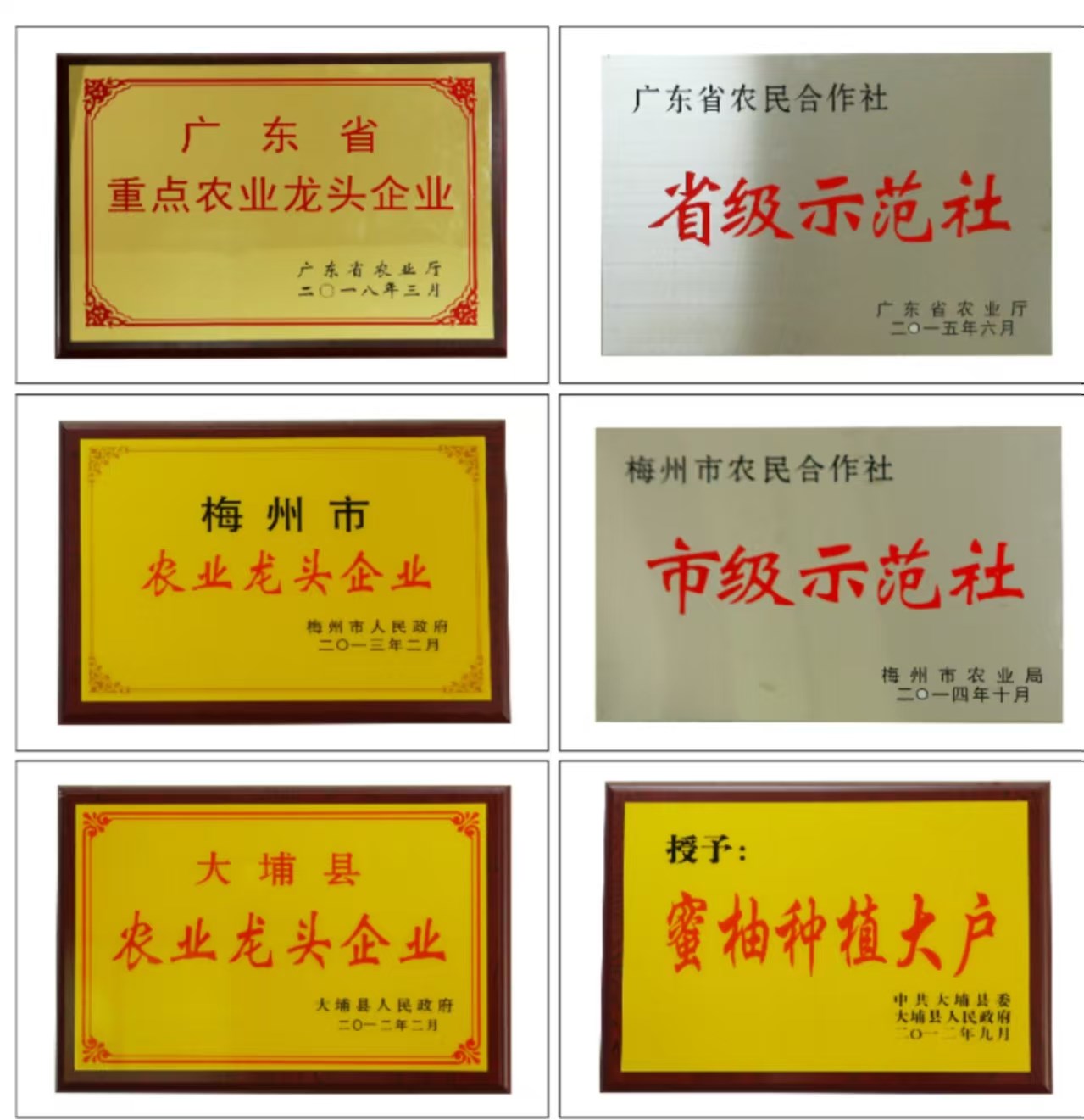 广东梅州大埔 红心蜜柚（原产地发货）