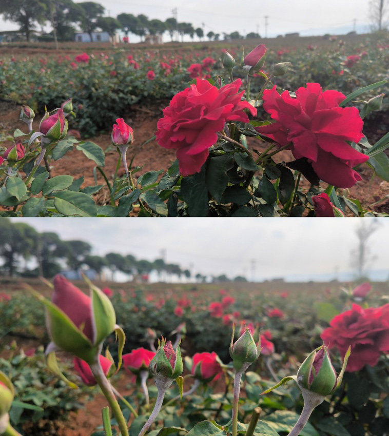 云南头茬冻干墨红玫瑰花茶 玫瑰花茶（原产地发货）