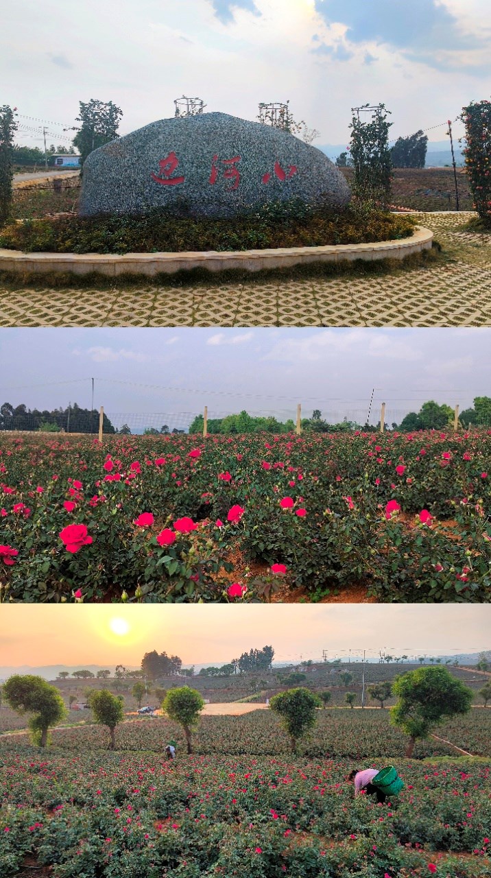 云南头茬冻干墨红玫瑰花茶 玫瑰花茶（原产地发货）