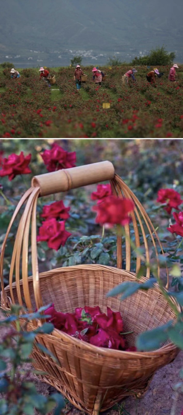 云南头茬冻干墨红玫瑰花茶 玫瑰花茶（原产地发货）