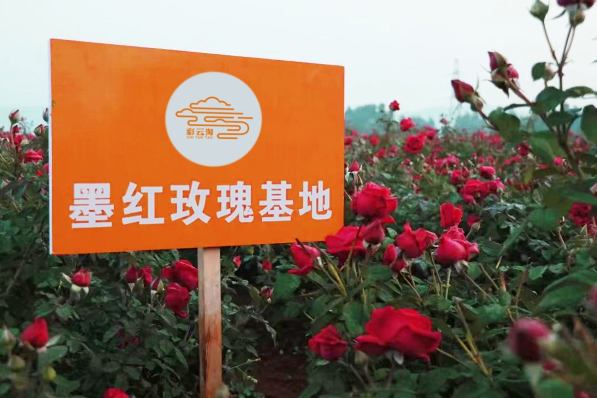 云南头茬冻干墨红玫瑰花茶 玫瑰花茶（原产地发货）