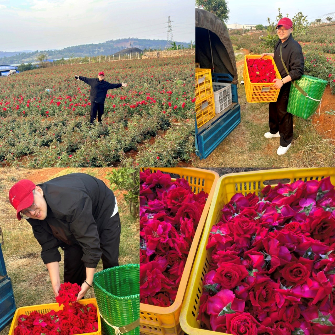 云南头茬冻干墨红玫瑰花茶 玫瑰花茶（原产地发货）
