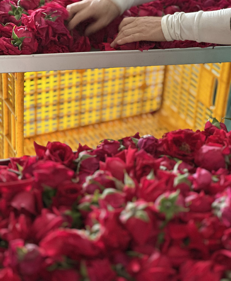 云南头茬冻干墨红玫瑰花茶 玫瑰花茶（原产地发货）