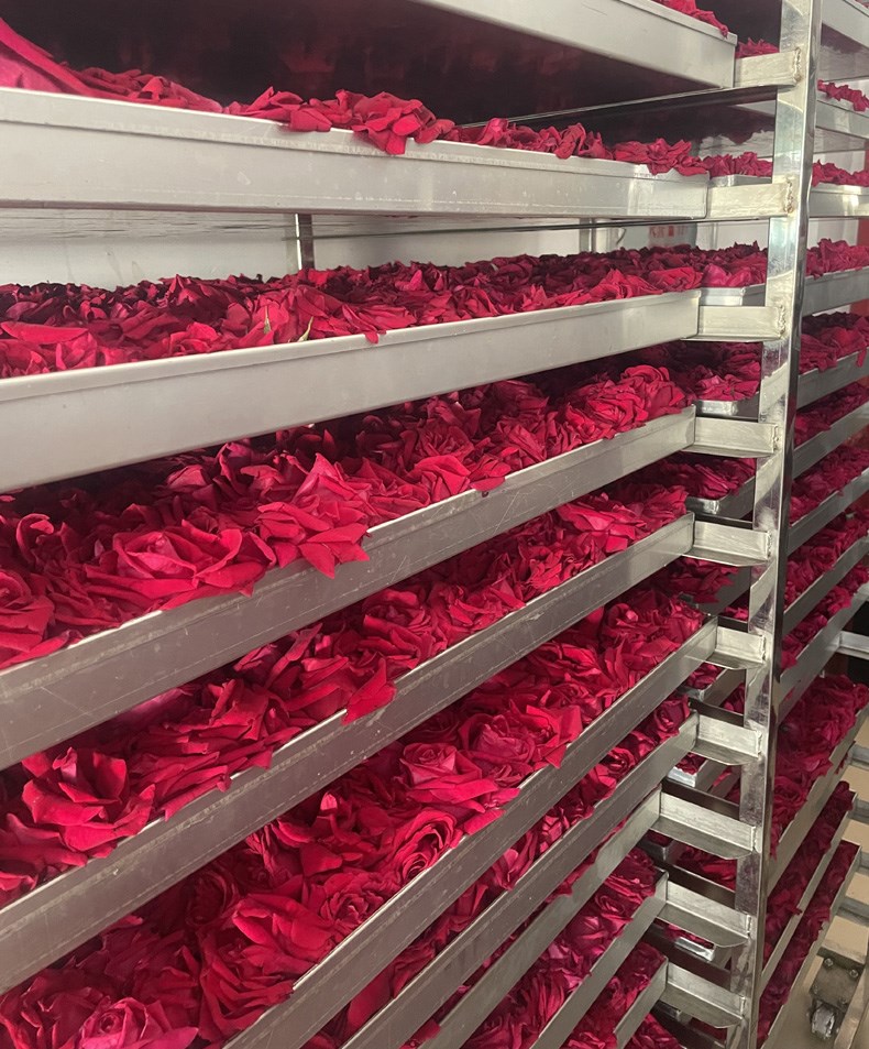 云南头茬冻干墨红玫瑰花茶 玫瑰花茶（原产地发货）