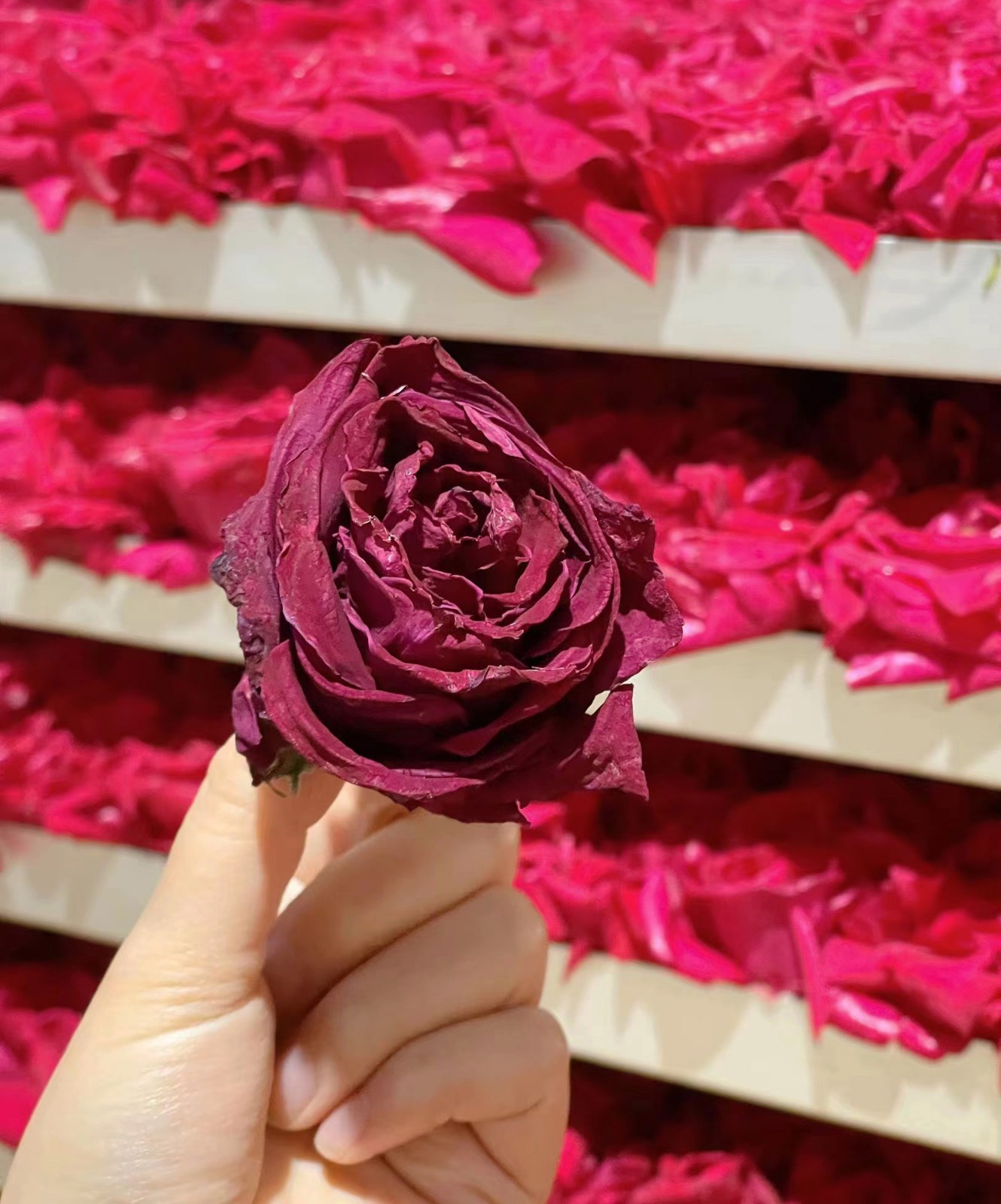 云南头茬冻干墨红玫瑰花茶 玫瑰花茶（原产地发货）