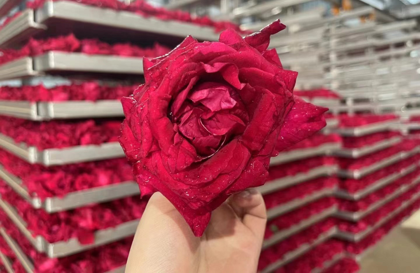 云南头茬冻干墨红玫瑰花茶 玫瑰花茶（原产地发货）