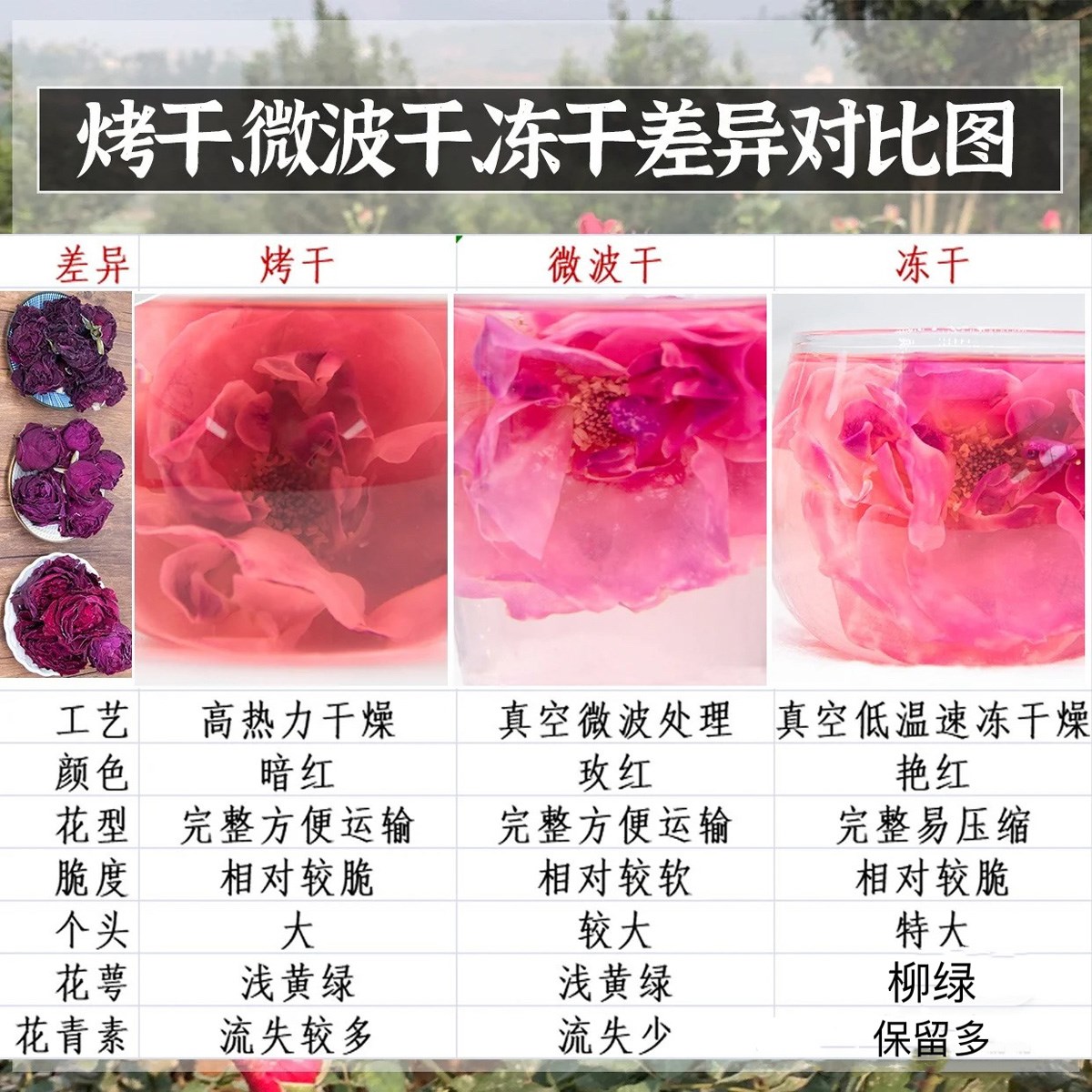 云南头茬冻干墨红玫瑰花茶 玫瑰花茶（原产地发货）