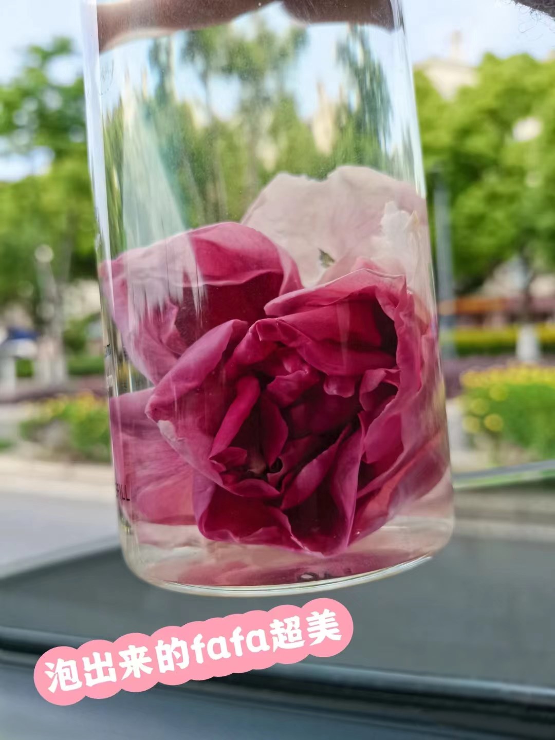 云南头茬冻干墨红玫瑰花茶 玫瑰花茶（原产地发货）