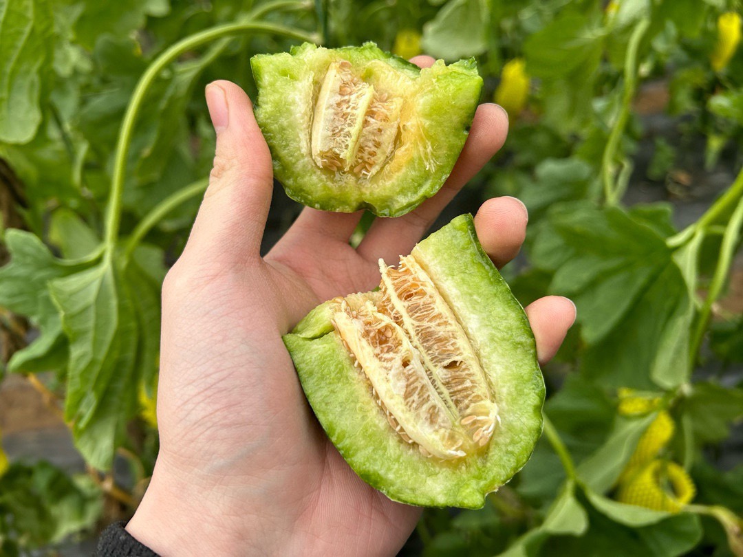 山东博洋9号蜜瓜 羊角蜜瓜（原产地发货）
