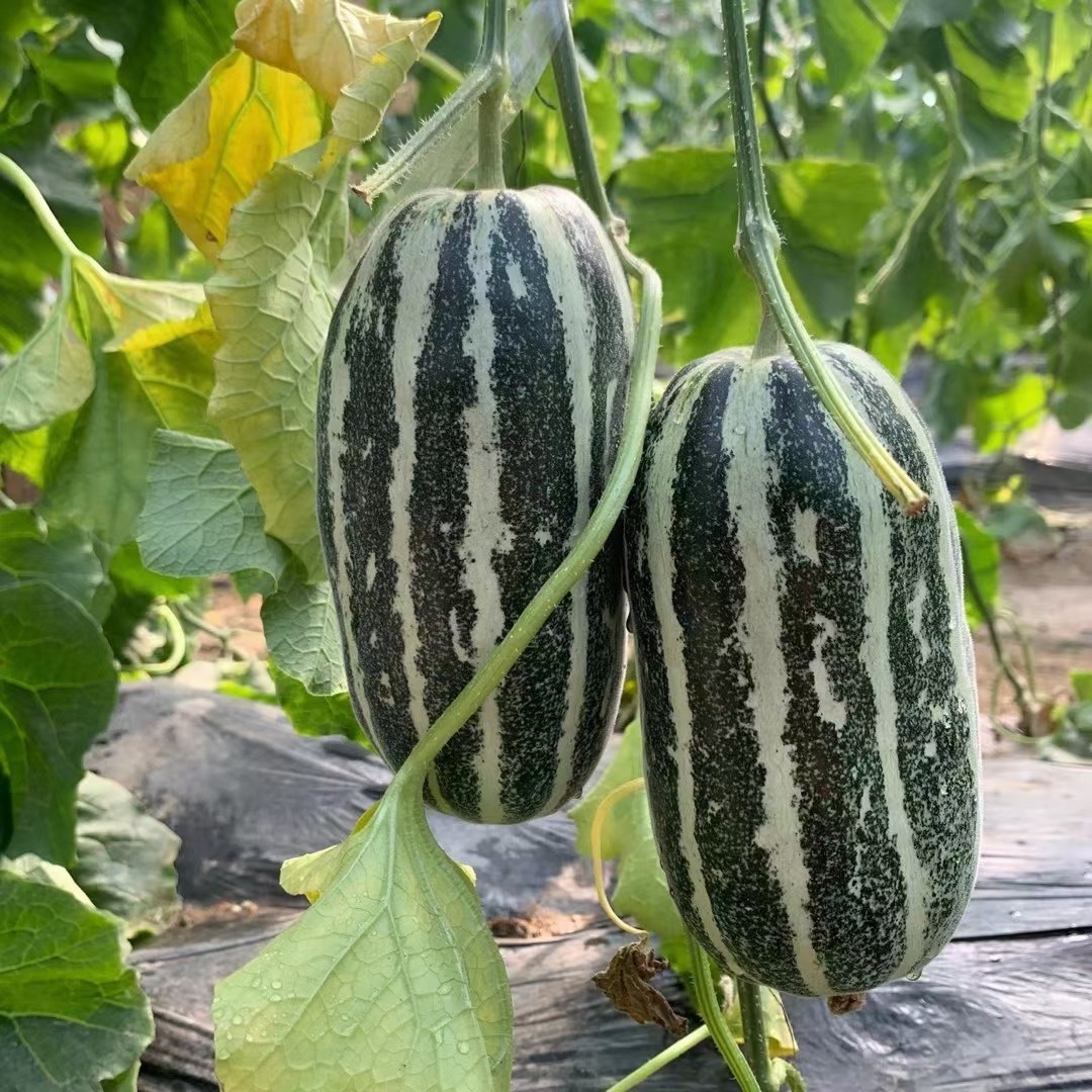 山东博洋9号蜜瓜 羊角蜜瓜（原产地发货）