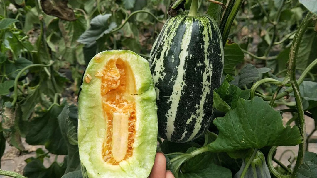 山东博洋9号蜜瓜 羊角蜜瓜（原产地发货）