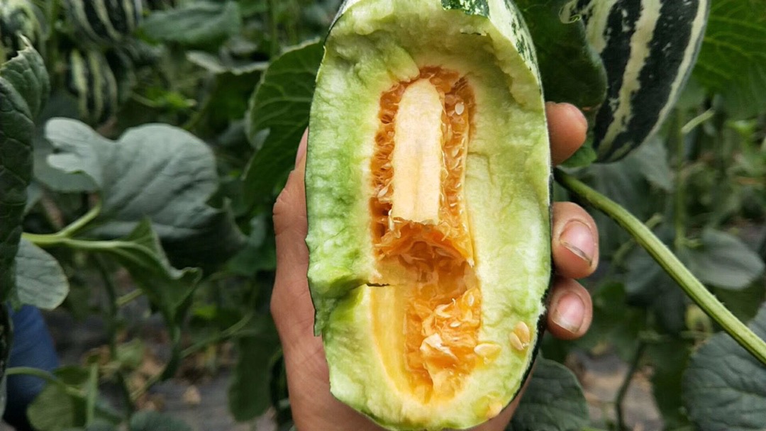 山东博洋9号蜜瓜 羊角蜜瓜（原产地发货）