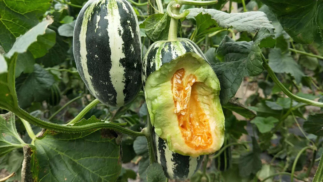 山东博洋9号蜜瓜 羊角蜜瓜（原产地发货）