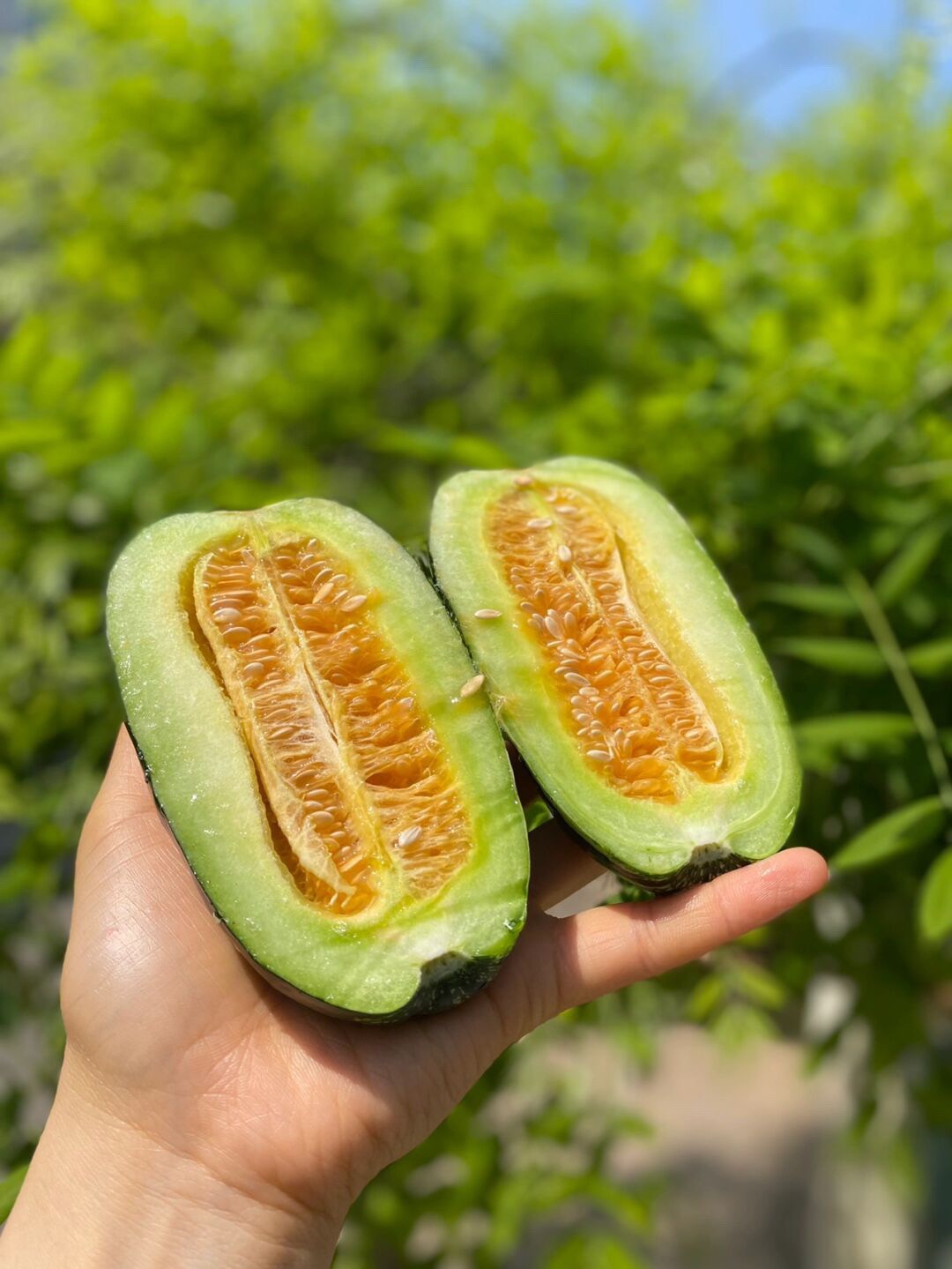 山东博洋9号蜜瓜 羊角蜜瓜（原产地发货）