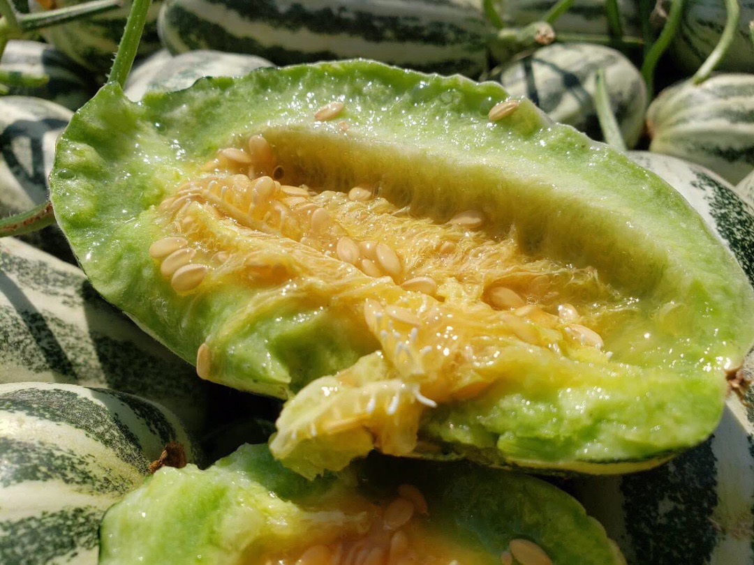 山东博洋9号蜜瓜 羊角蜜瓜（原产地发货）