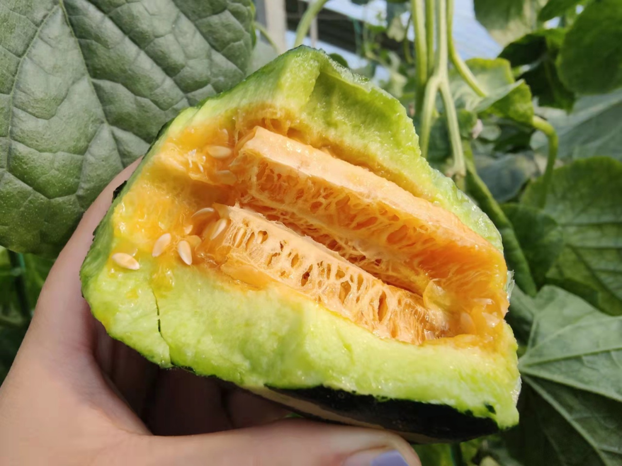 山东博洋9号蜜瓜 羊角蜜瓜（原产地发货）