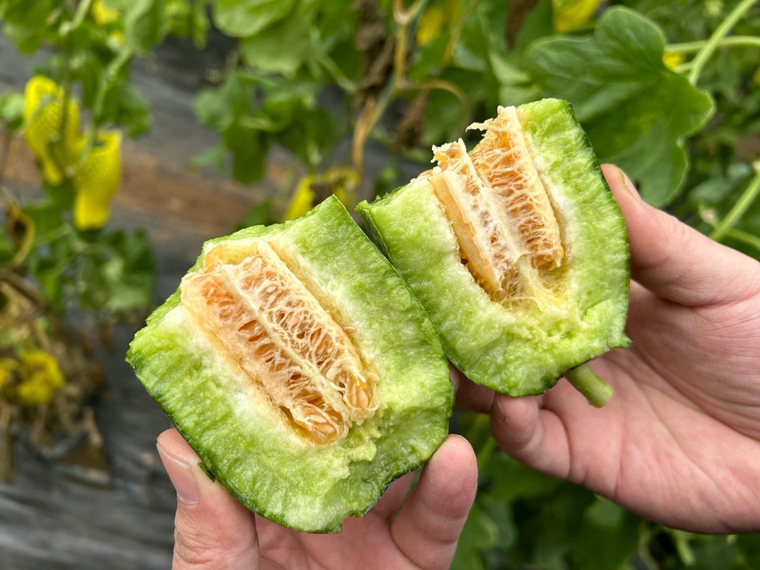 山东博洋9号蜜瓜 羊角蜜瓜（原产地发货）
