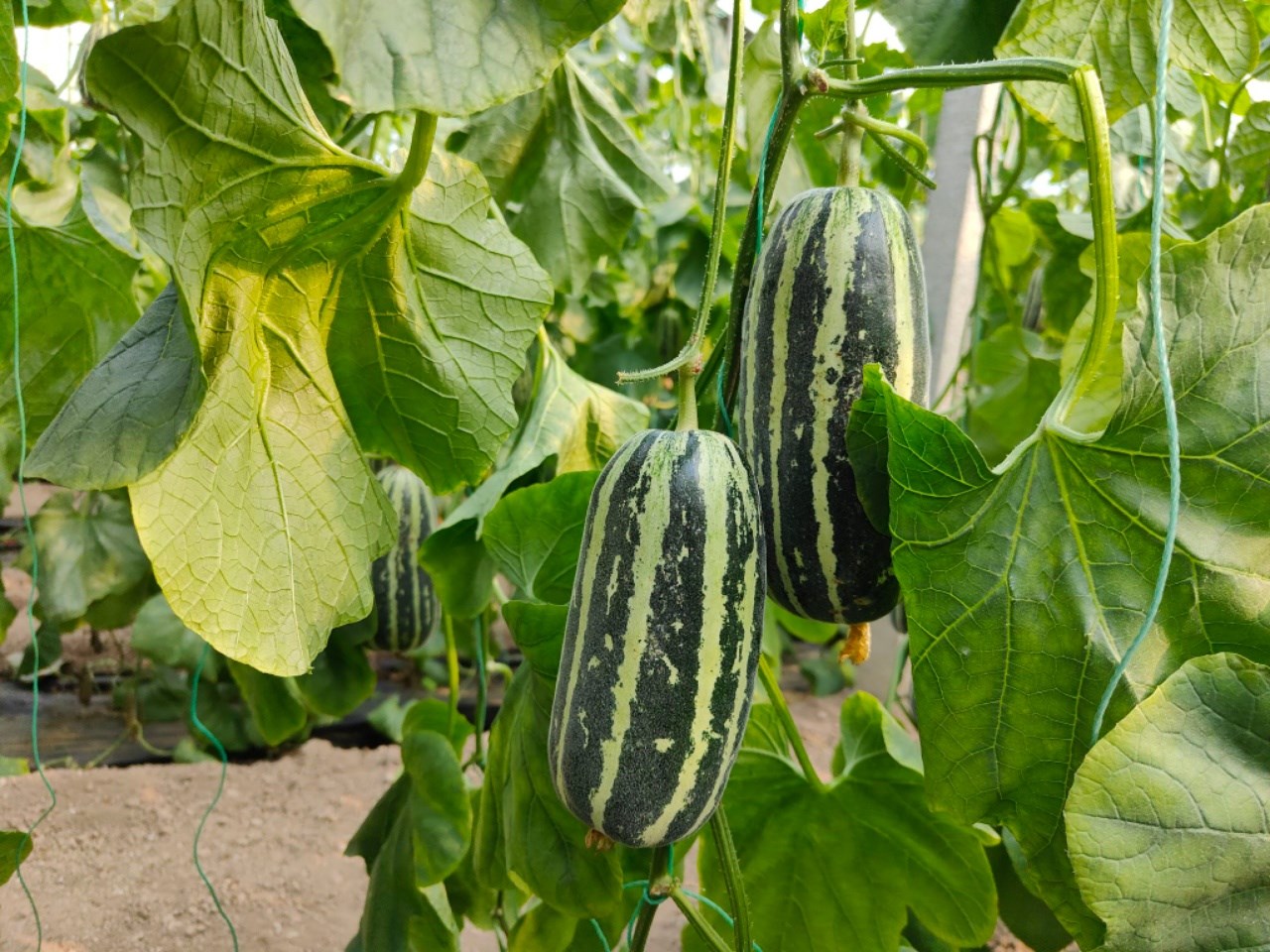 山东博洋9号蜜瓜 羊角蜜瓜（原产地发货）