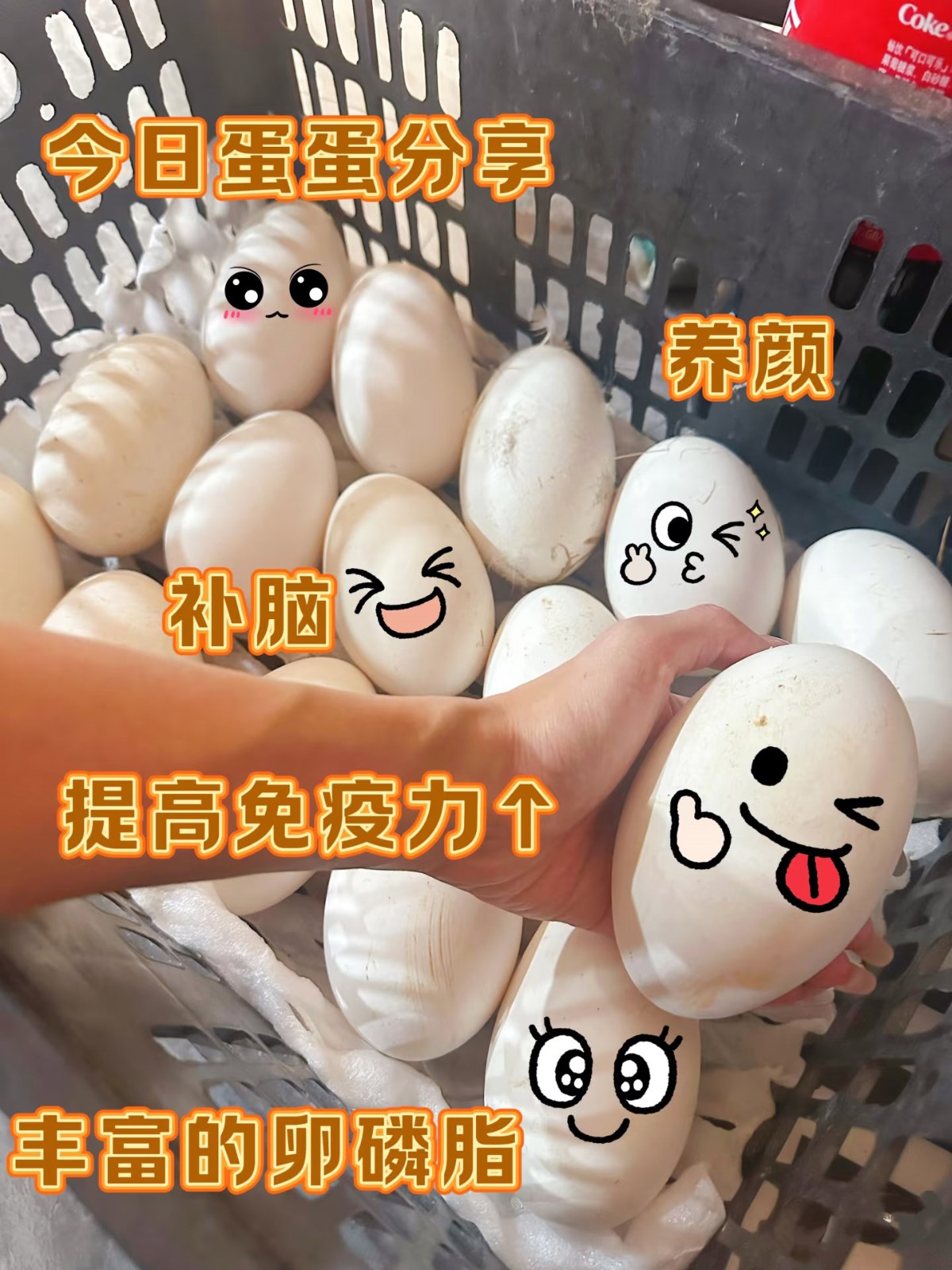 新品特价4-6号 辽宁寒地散养白鹅蛋（原产地发货）