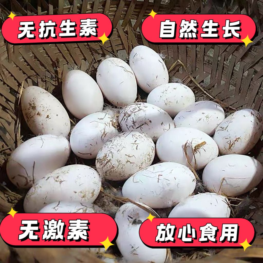 新品特价4-6号 辽宁寒地散养白鹅蛋（原产地发货）