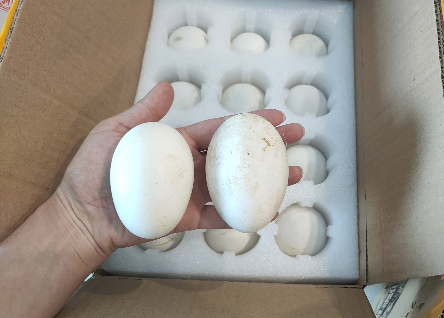 新品特价4-6号 辽宁寒地散养白鹅蛋（原产地发货）